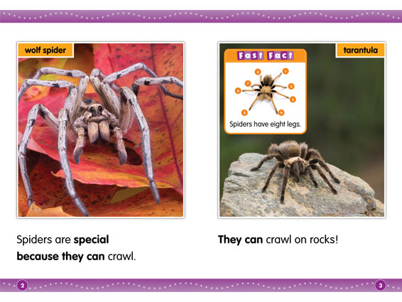 inner spread: Spiders
